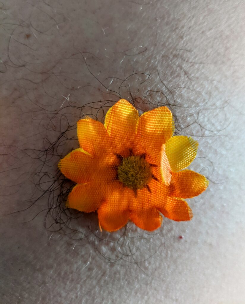 An orange daisy covers a hairy male nipple